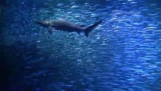 Shark, Sardine and Stingray Swimming together 【4K】 by Animalia Kingdom 233 views 3 years ago 10 minutes, 52 seconds