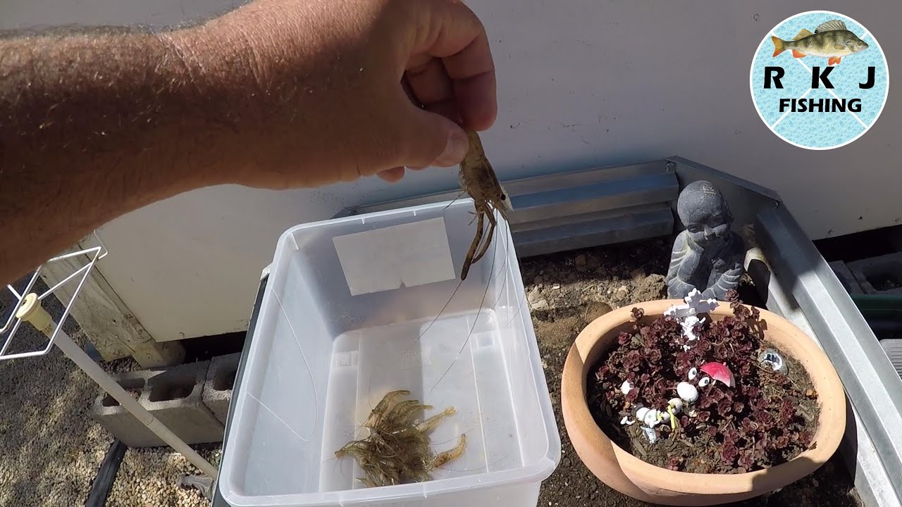 How To Catch Snook With Shrimp How to catch shrimp, and