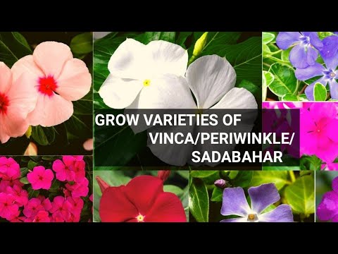 Video: Vinca periwinkle çoxillikdir?