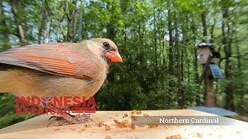 NORTHERN CARDINAL  BURUNG ANGRY BIRD