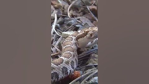 Mongoose Unleashed: The Shocking Truth Behind How They Defeat Snakes #shorts #animals #wildanimals