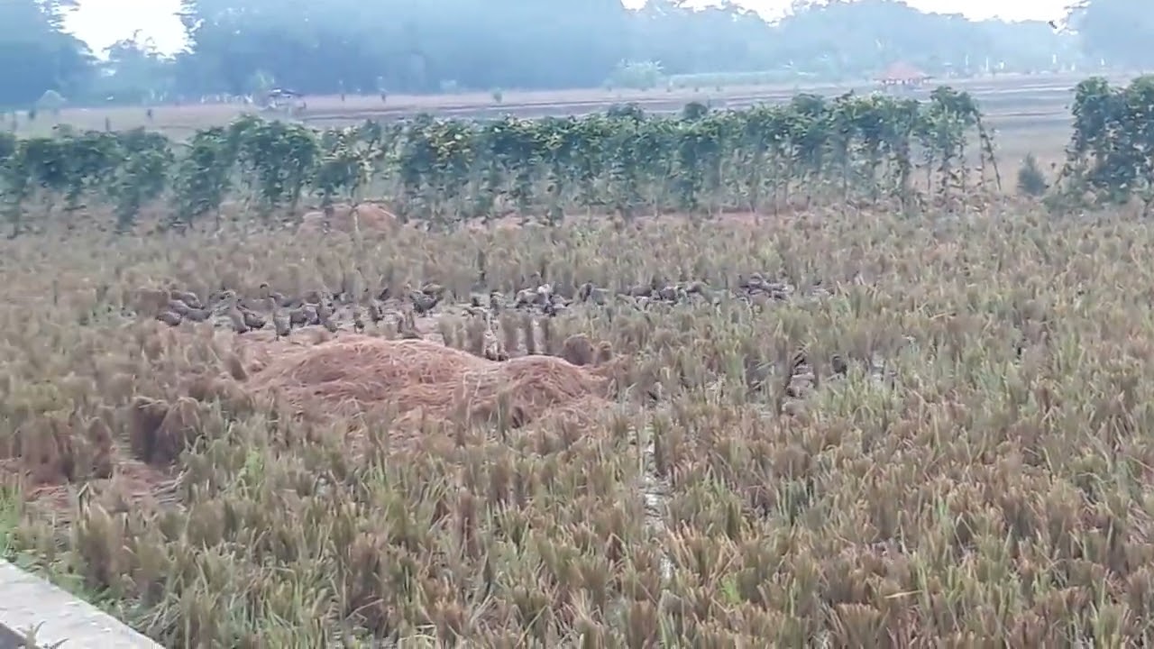 Traditional organic farming II Ducks as biological agents in rice fields.