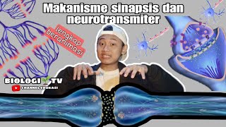 The mechanism of the nervous system, synapses and neurotransmitters - biology high school class m...