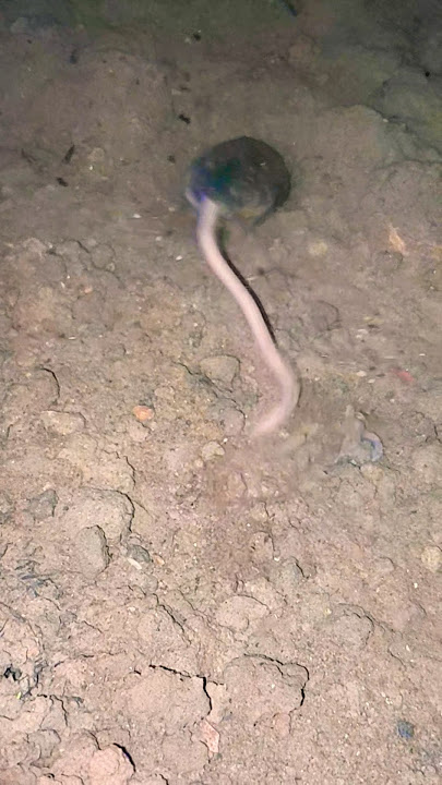 scary suddenly came out of the hole of the passing sambar #eel #scary #youtubehomepage #videoshorts