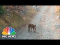 Hiker Speaks Out After Terrifying Cougar Chase On A Utah Mountain | NBC Nightly News