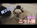 愛犬のフレンチブルドッグにニット帽を手作りしたらカツラっぽいのが出来上がった