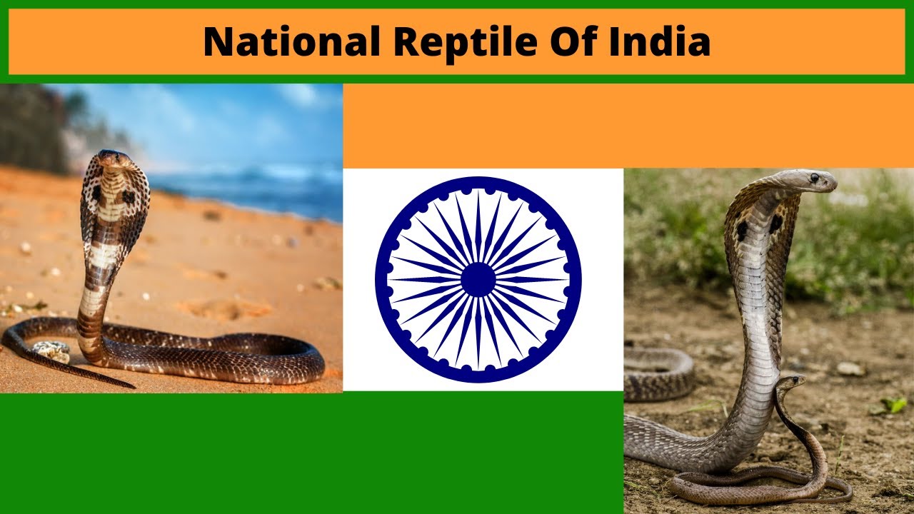 भारताचा राष्ट्रीय सरपटणारा प्राणी माहिती/National Reptile Of India/King