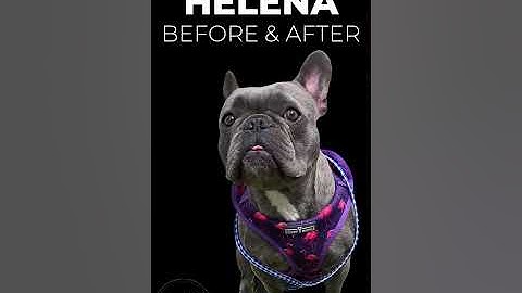 Dog Training: Before and After of 1yo French Bulldog! Behavior Modification