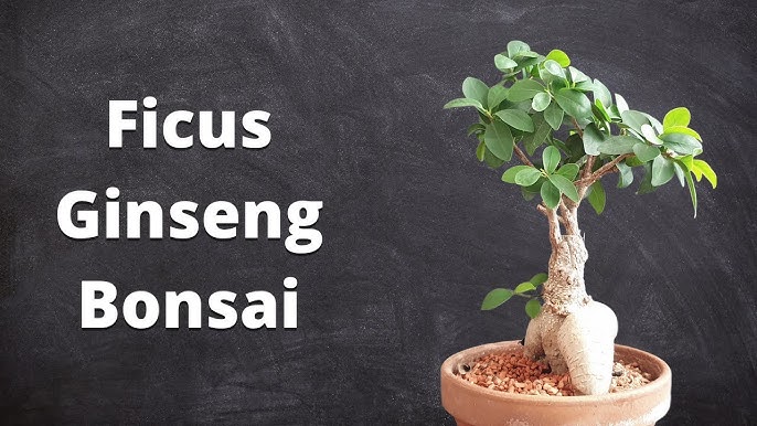 Bonsaï Naturel Ficus Microcarpa Ginseng Plante Ornementale En Pot