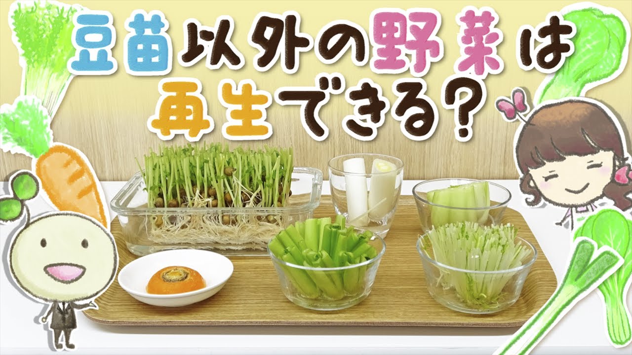 豆苗以外の野菜は再生できる 村上農園 自由研究部 Youtube 豆苗以外の野菜は再生できる 村上農園 自由研究部 Youtube