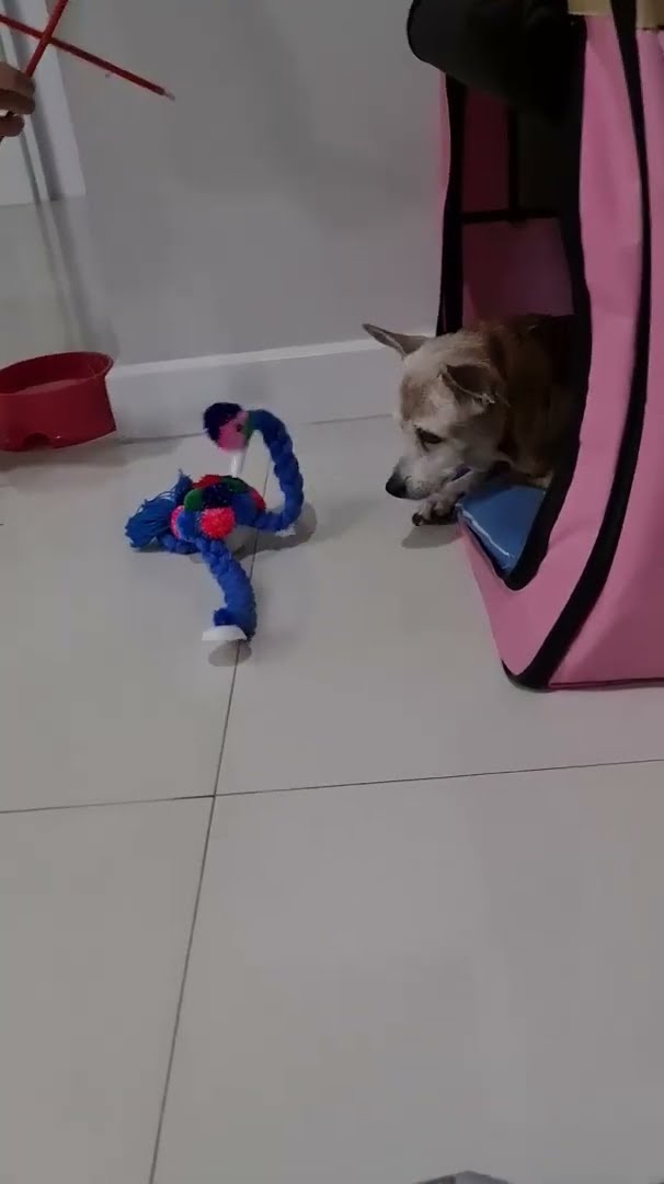 แม่บีเล่นนกให้พี่ถังทองดู
