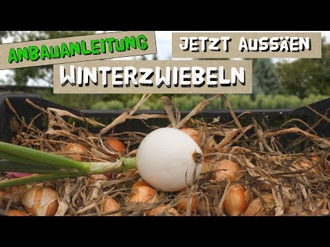 Video: Beste Winterzwiebeln zum Pflanzen - Informationen zum Anbau von Winterzwiebeln