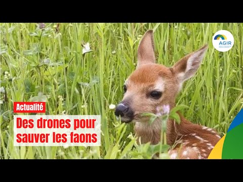 Des drones pour sauver les faons