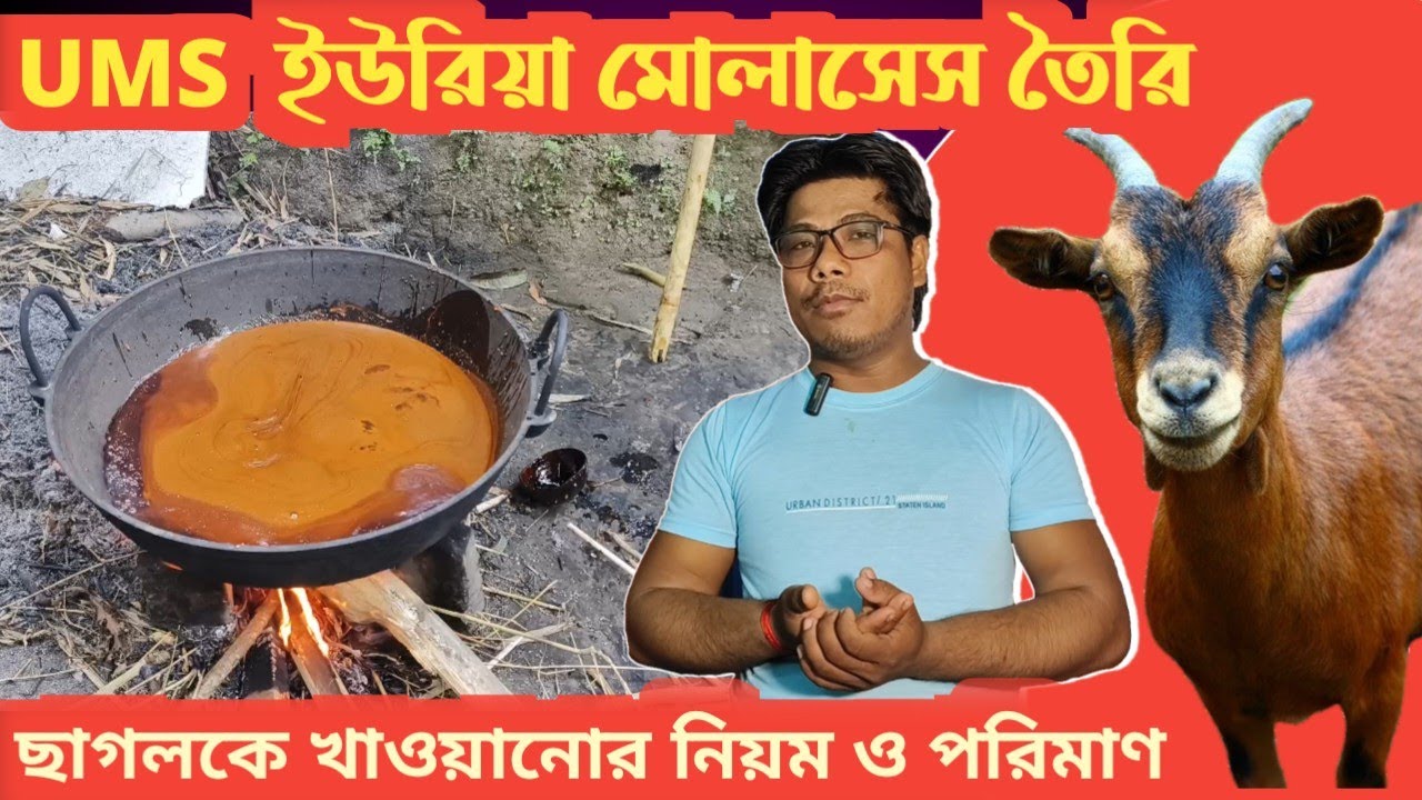 ইউরিয়া মোলাসেস UMS তৈরি সহজে ছাগলের ওজন বৃদ্ধি High quality urea