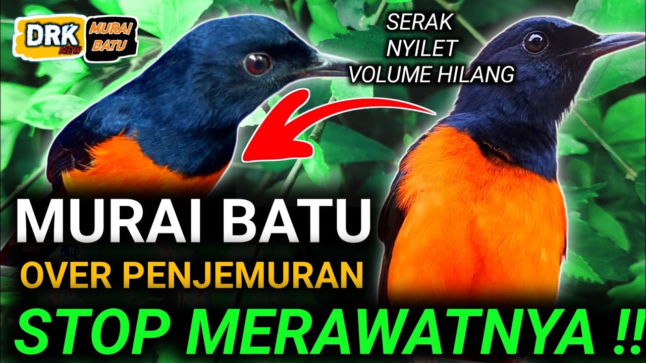 MURAI BATU VOLUME HILANG MURAI BATU POWER HILANG MURAI BATU SERAK MURAI BATU NYILET