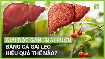 Công dụng cà gai leo: Giải rượu, bảo vệ gan? | VTC16