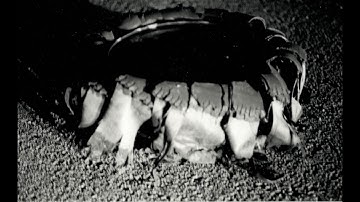 Blind Engineer - Nimbus (Official Audio)