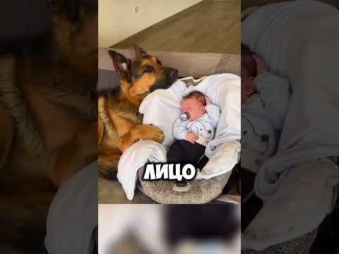 Почему питомцы так похожи на своих владельцев? #собака #dogs #факты