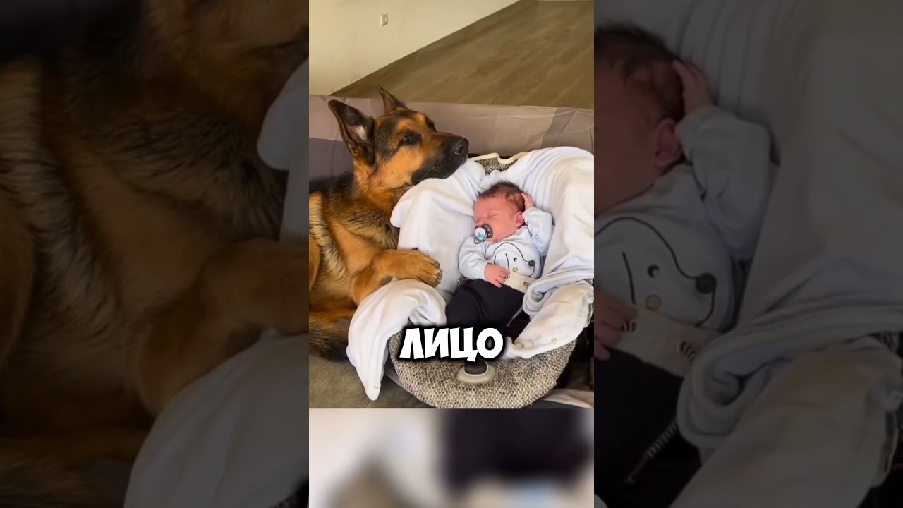 Почему питомцы так похожи на своих владельцев? #собака #dogs #факты