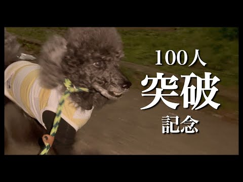 【チャンネル登録100人突破記念】愛犬トイプードル【iPhone12ProMax/HDR/DolbyVision】