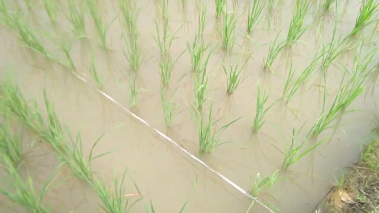 pertumbuhan pohon padi usia 21 Hari Setelah Tanam (HST).... ‼️sawah joeragan moeda @punyakita chanel