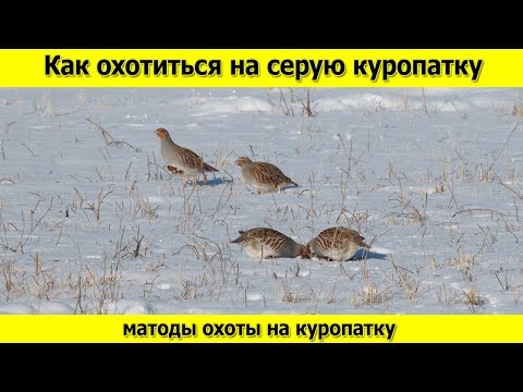 Серая куропатка и как на нее охотится