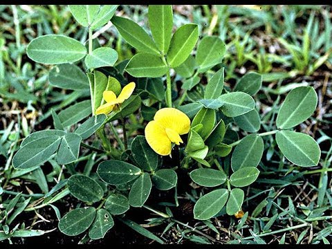 Vídeo: Valência Variedades de Amendoim - Dicas para Cultivar Amendoim Valência