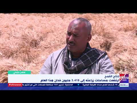 مصر بتبني كيف تم تطوير زراعة القمح في مصر وزيادة الانتاج في السنوات الأخيرة