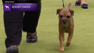 Border Terriers | Breed Judging 2024