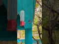 #Hummingbird #Bird #Cuba #Caribs #wow #miracle #magic #nectar #колибри #карибы #чудо #волшебство #my