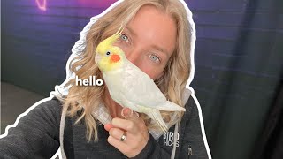 NEW BIRD!!!! Who Dis? | MEET MY NEW COCKATIEL!