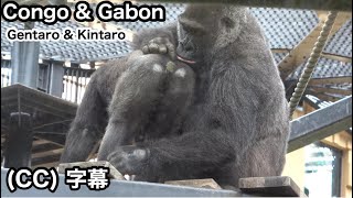 The future of the Gorilla Bros will involve the African countries of Congo and GabonMomotaro family