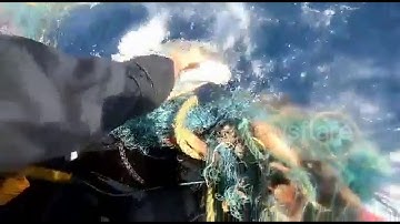 Sailors Rescue Turtle Trapped in Fishing Net in Arabian Sea