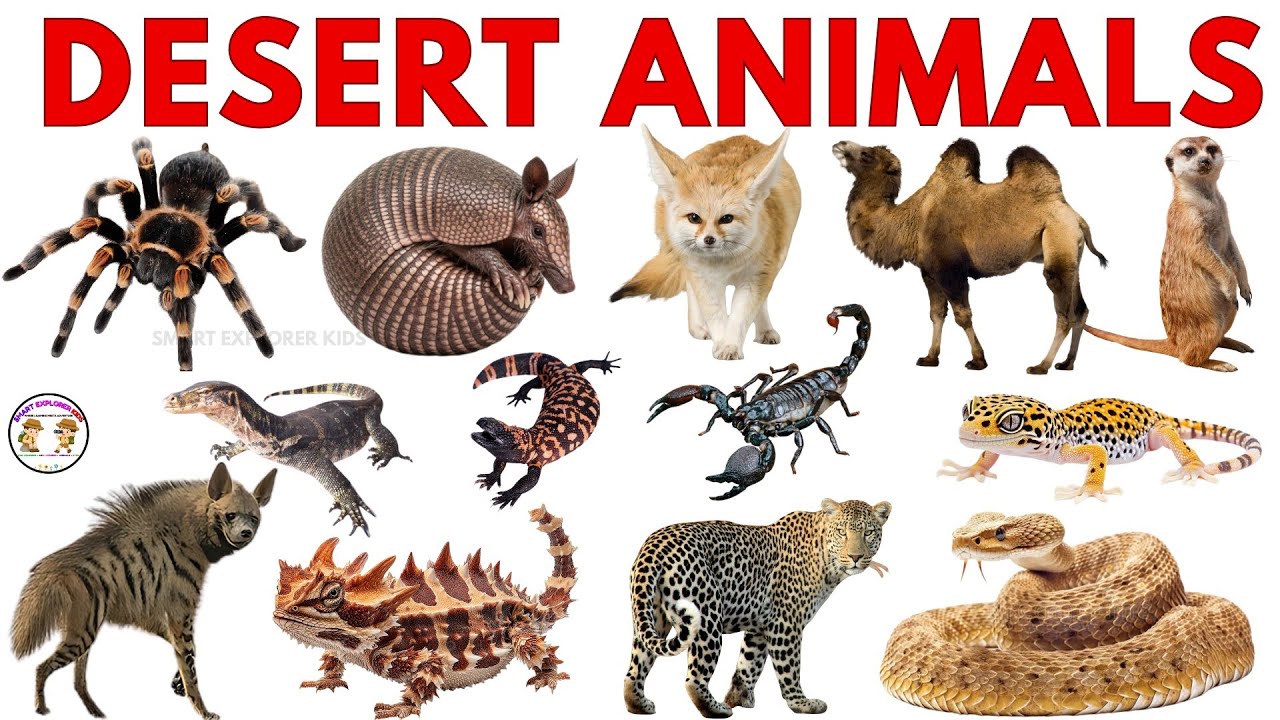 Desert Animals for Kids 🐪 | Learn Camel, Lizard, Snake & More ...