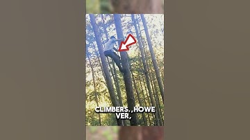 climb trees quickly and easily #youtubeshorts #shortvideos #trendingshorts #facts