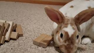 Bunnyzilla 2
