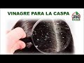 VINAGRE PARA LA CASPA: Como Quitar La Caspa Con Vinagre De Manzana O Blanco