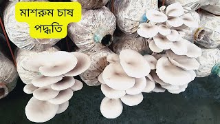 মাশরুমের পরিচর্যা & পূর্ণাঙ্গ  মাশরুম উত্তোলন পদ্ধতি