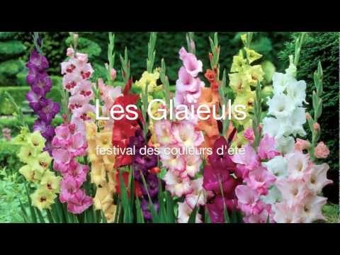 Video: Typer Og Varianter Av Gladiolus (57 Bilder): Beskrivelse Av Hvite Og Røde, Rosa Og Gule, Burgunderblomster. 