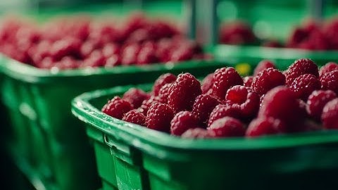 How MILLIONS of Raspberries Are Harvested: Raspberries Factory | Farming Documentary