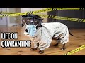 Ep1 quarantine life  funny wiener dogs staying home