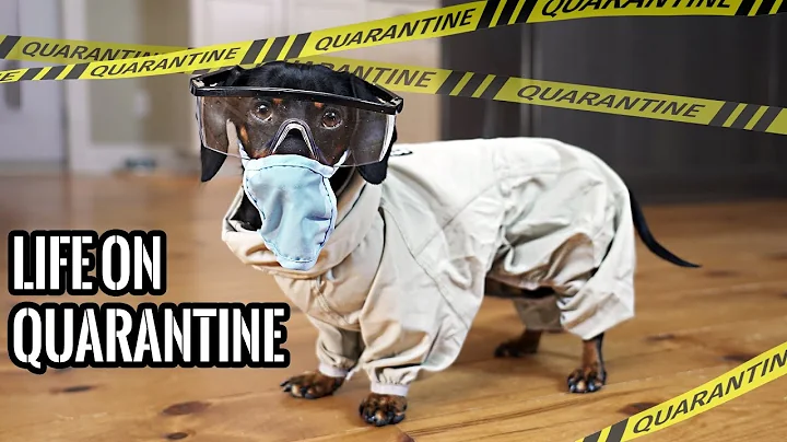 Ep#1: QUARANTINE LIFE - Funny Wiener Dogs Staying ...