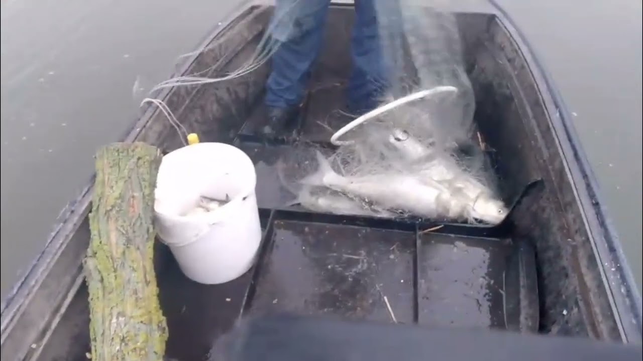 Заброс кастинговой сети на арендованном водоёме. 