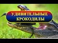 Удивительные крокодилы