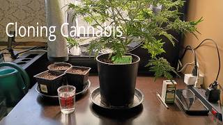 Cloning Cannabis Basics featuring Candy Freakshow | Northern Grower Life