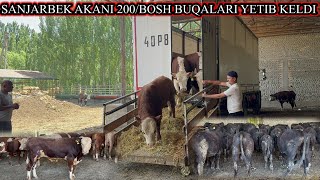 SANJARBEK AKANI 200/BOSH ABERDEEN ANGUS GEREFOD BUQALARI KELDI.JUDA BAQUVVAT BUQALAR EKAN