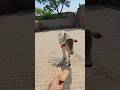प्यारी बछिया #cow #shortsfeed #cows #shortvideo #gaumata #ytshorts #cowvideos #shorts