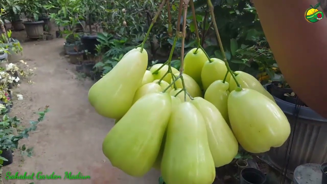 Panen Jambu TSG di Sahabat Garden Madiun