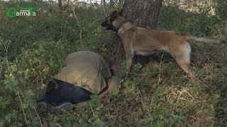 Чотирилапі рятувальники найуспішніші у пошуку людей