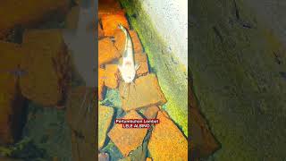 LeLe Albino,corak totol #ikan #channatoman #ikanhias #kolamchanna